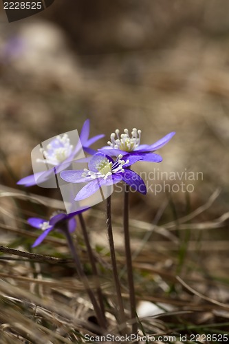 Image of hepatica nobilis