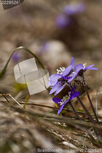 Image of hepatica nobilis