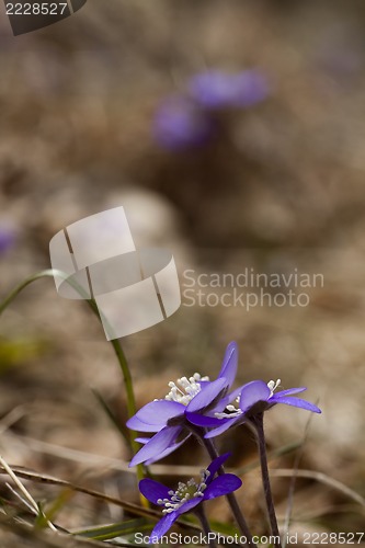 Image of blue anemones