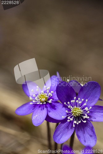 Image of blue anemones