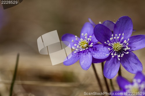 Image of blue anemones