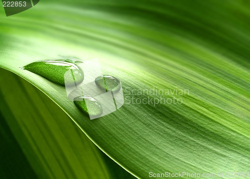 Image of Drops