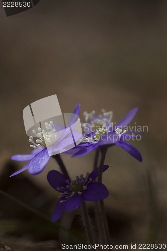 Image of blue anemones