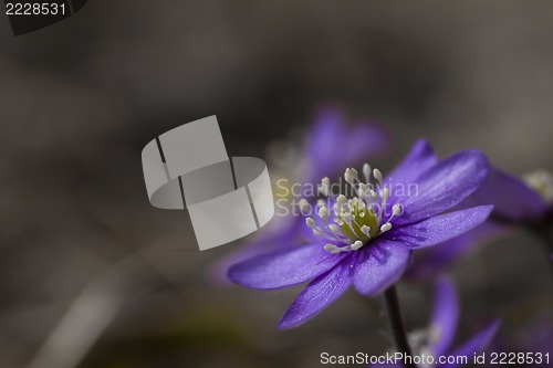 Image of blue anemone