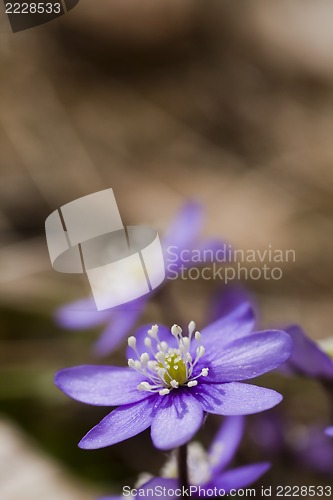 Image of blue anemone