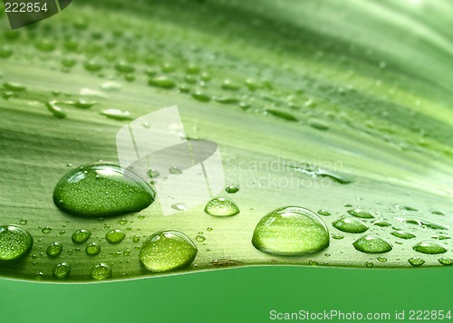 Image of Plant