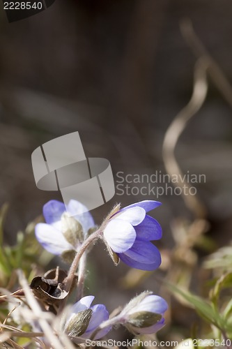 Image of blue anemones