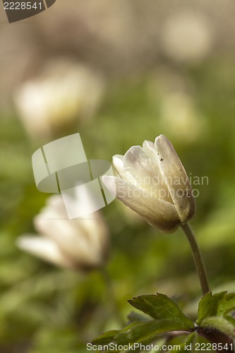 Image of thimbleweed