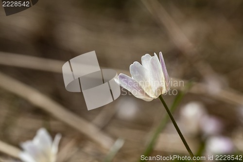 Image of wood anemone