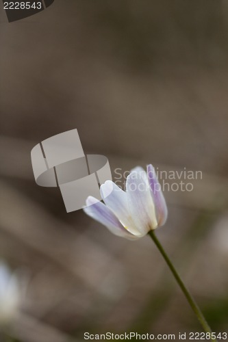 Image of anemone nemorosa