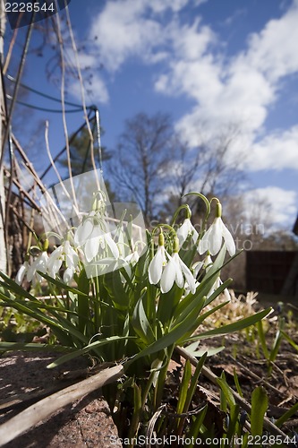 Image of snowdrops