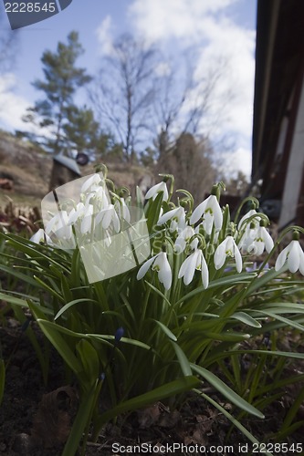 Image of snowdrops