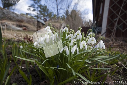 Image of snowdrops