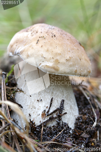 Image of Cep in nature