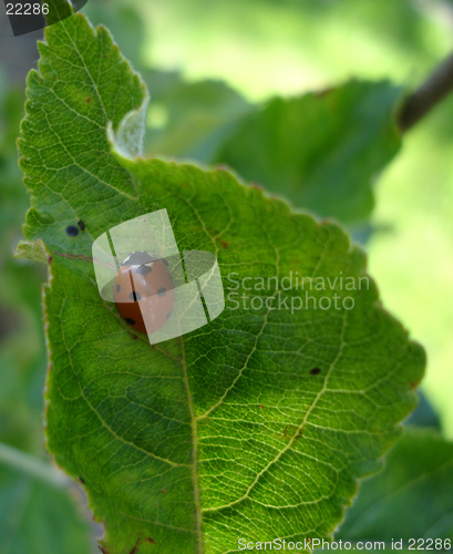 Image of Ladybird on a leaf