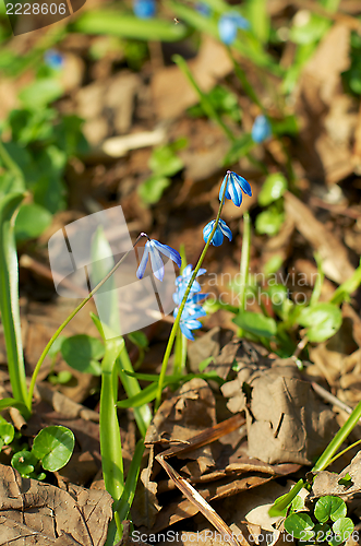 Image of Blue Scilla