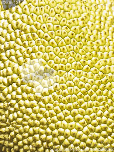 Image of Jackfruit macro