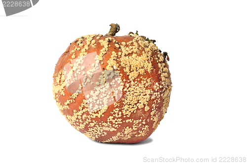 Image of Rotten Apple On White Background
