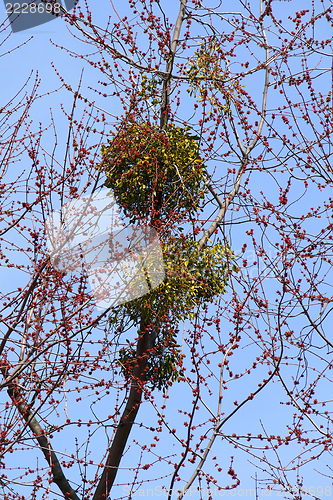 Image of Mistletoe On A Tree