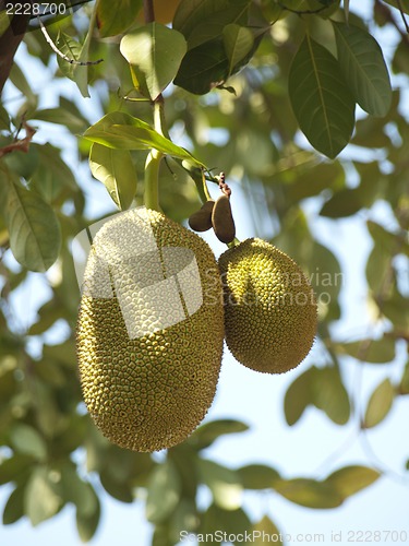 Image of jackfruits