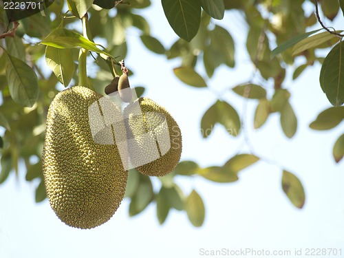 Image of jackfruits