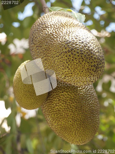 Image of jackfruits