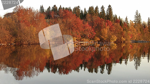 Image of Autumn Trees