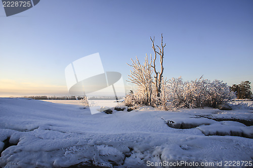 Image of Winter Landscape