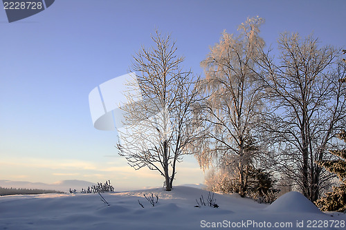Image of Winter Landscape