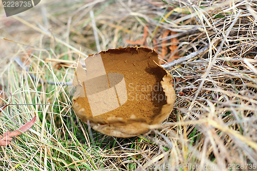 Image of lycoperdon bovista in late autumn