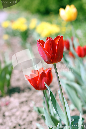 Image of red tulip in the garden