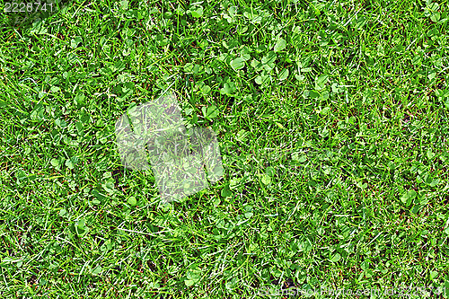 Image of textured lawn detail