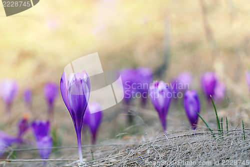 Image of violet crocus sativus in spring
