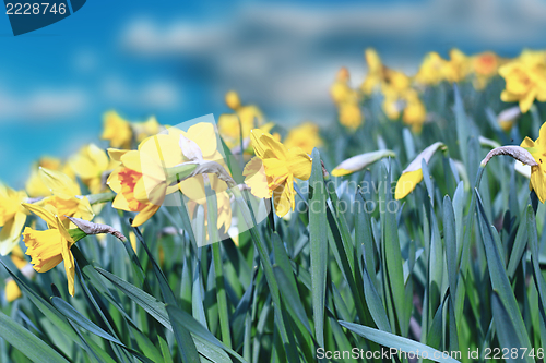 Image of yellow daffodils