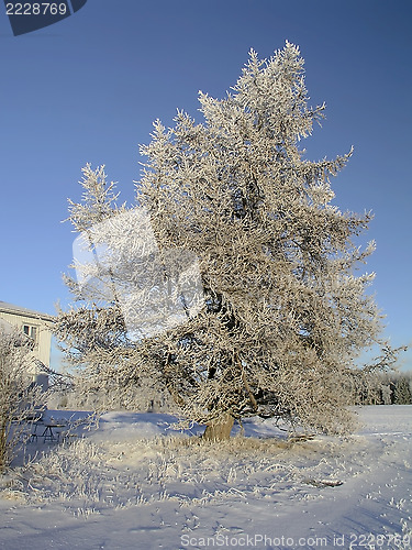 Image of Winter Tree