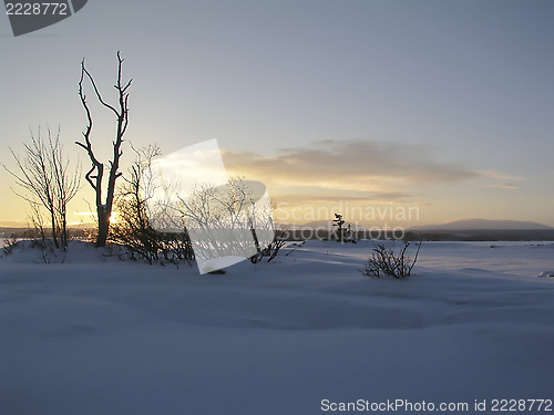 Image of Winter Landscape