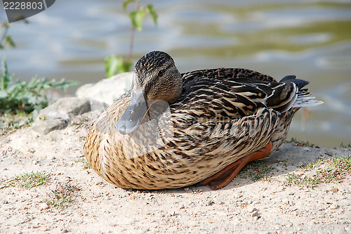 Image of Female mallard sitting by the water in sunshine
