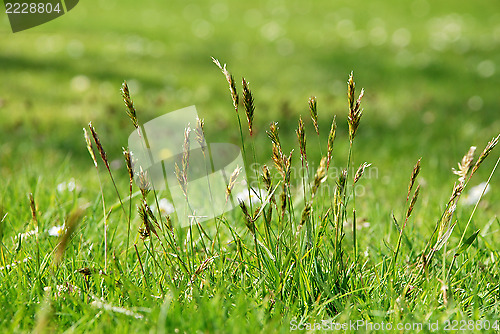 Image of Detail of tall grasses in a meadow