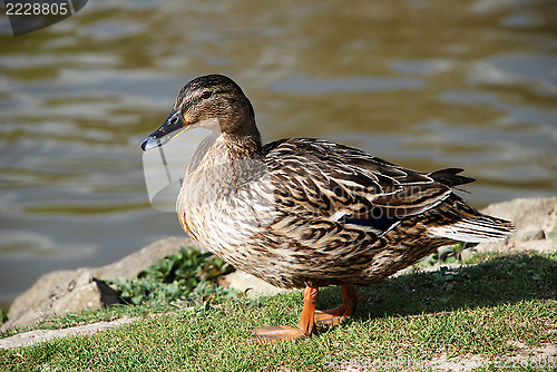 Image of Female mallard standing by the water