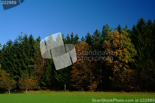 Image of forest