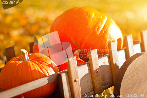 Image of Wooden wheelbarrow  with pumpkins