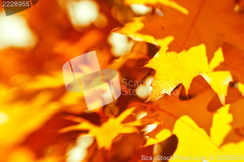 Image of orange autumn leaves background