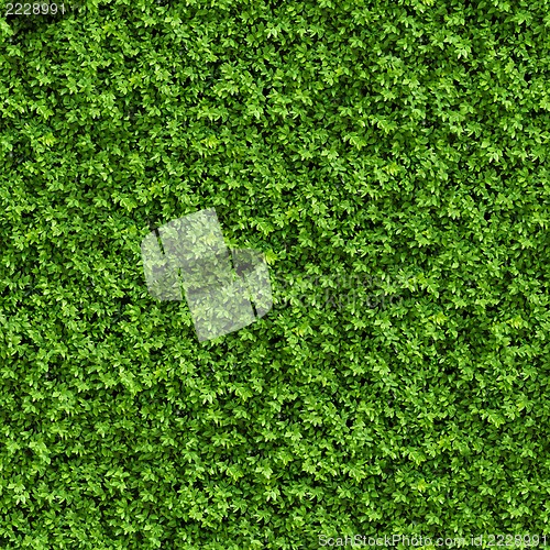 Image of Green Bush. Seamless Texture.