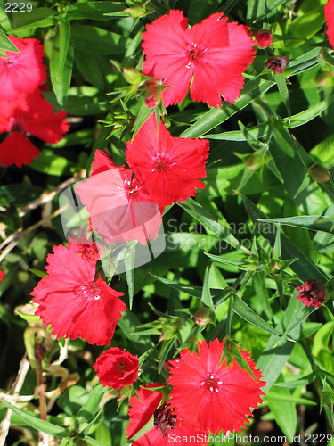 Image of Red on green
