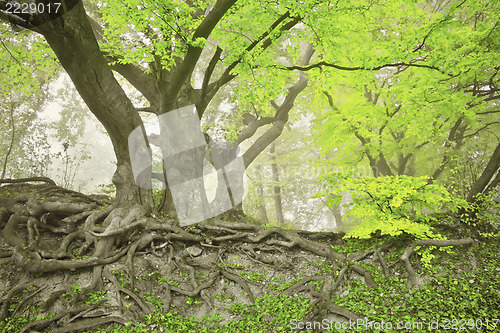 Image of green spring forest
