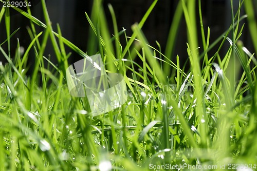 Image of fresh green grass