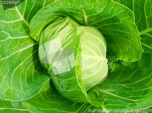 Image of head of cabbage