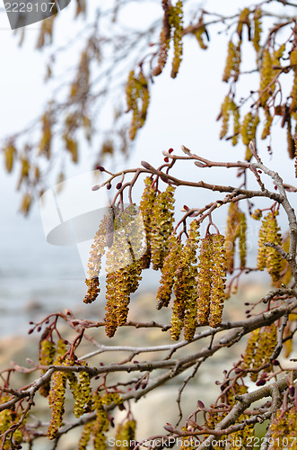 Image of Catkins on an Alder Tree in Spring, a close up