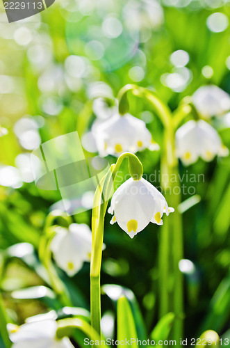 Image of White Spring snowdrops, close-up 