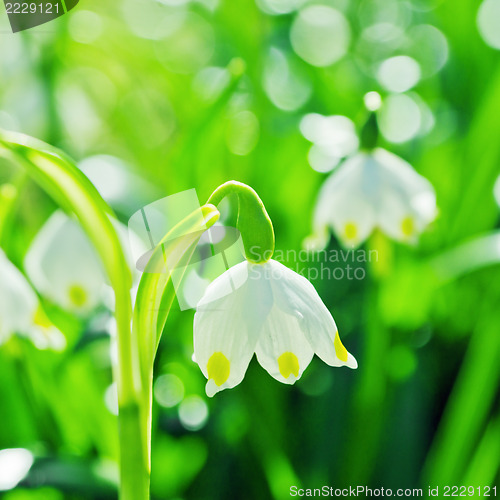 Image of Beautiful white spring snowdrops, close-up 